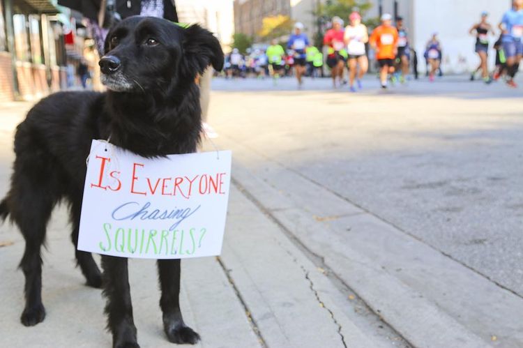 Adorable Pups Were The Cutest Spectators At The 2016 Chicago Marathon